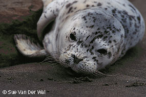 Harbor seal pup © Sue van der Wal