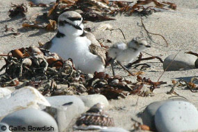 Snowy Plover and Chick.