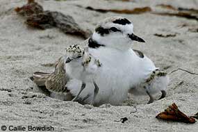 Male snowy plover and hatchlings. © Callie Bowdish.