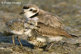 A small brown shorebird with a white breast sands next to a chick while another chick hides beneath the adult.