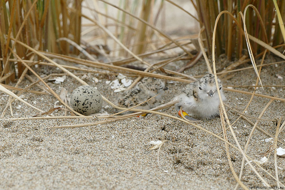 Two small black-speckled shorebird chicks and an unhatched tan-colored and black-speckled egg.