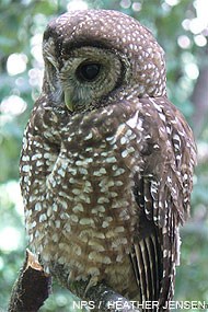 Northern Spotted Owl. NPS / Heather Jensen.