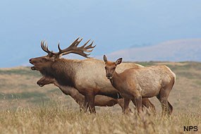 Bull tule elk bugling alongside a couple females