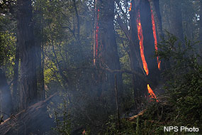 A medium-sized conifer on the left with flames burning in its trunk.