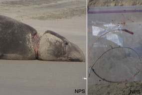 (L) Elephant seal with strap around his neck resulting in large wound & (R) packing strap in plastic bag after removal.