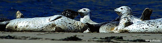 Harbor Seals hauled out on a beach