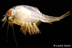 Tropical relative of the newly discovered Tomales sea flea (Leptostraca spp.). The local species is bright green to blend in with the eelgrass beds of Tomales Bay. © Leslie Harris
