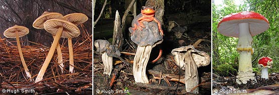 Images of three types of mushrooms. A salamander is perched atop a mushroom in the middle image.