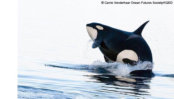 Orca Breaching © Carrie Vonderhaar, Ocean Futures Society/KQED