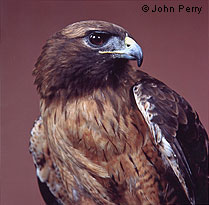 Redtail Hawk © John Perry