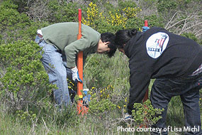 Volunteers removing scotch broom. Photo courtesy of Lisa Michl