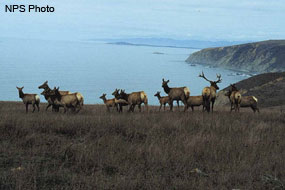 Elk Herd at Tomales Point