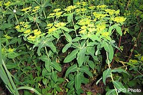 Oblong spurge (Euphorbia oblongata)