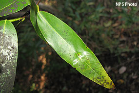 Bay Leaf affected by Leaf Blight
