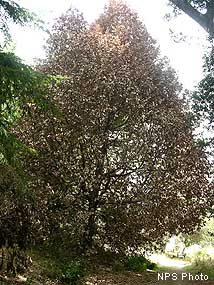 Tan Oak affected by Sudden Oak Death