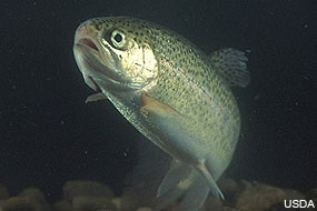 Steelhead Trout. Photo courtesy of the USDA.