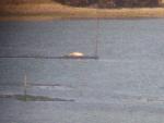 Image 0073 - Adult seal on rack