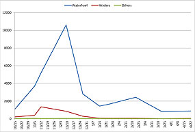 Figure 3. Waterfowl and wader numbers in Year 3, with strong declines in January 2011. Source: ARA. Click on this image to view a full size version of this graph (118 KB PDF).