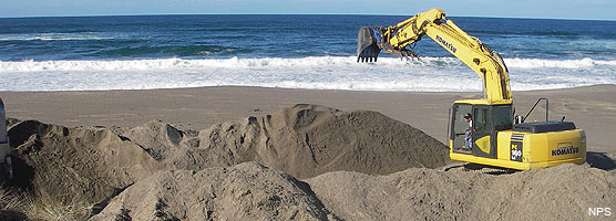 Yellow excavator burying non-native invasive European beachgrass in the dunes near Abbotts Lagoon.