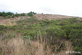 Coastal scrub intermix with grass and bishop pine