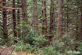 Forest near Fir Top