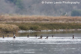 A flock of buffleheads in restored wetlands in winter 2009-2010. © Galen Leeds Photography
