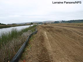 Giacomini Wetland Restoration Project: Small berm left after removal of most of the East Pasture Levee to keep out tides until the end of construction. Giacomini Wetland Restoration Project: Small berm left after removal of most of the East Pasture Levee to keep out tides until the end of construction.