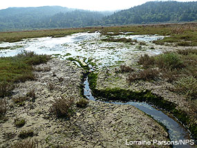 New channel forms on East Pasture marshplain.