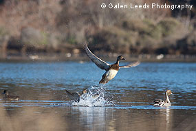 Northern Pintails on Giacomini Wetland waters. &copy; Galen Leeds Photography