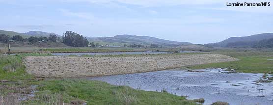 Topographically elevated berms which will serve as high tide refugia for state-listed threatened California black and endangered clapper rails.