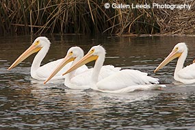 Four White Pelicans &copy; Galen Leeds Photography
