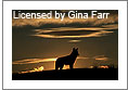 Coyote on a ridge silhouetted by sunset. Click here to go to Wild Sound Stories: Coyote Dreams - A Night in Olema Valley.