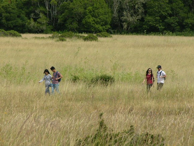 Two pairs of hikers walking on a trail through a meadow filled with tall tan grass.