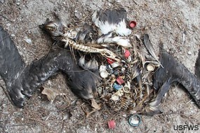 A carcass of an albatross that died from ingesting too much plastic. USFWS.