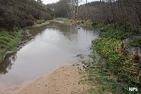 Coast Trail ~1 mile south of the Hostel on January 23, 2012, after the 5+ inches of rain that fell between January 20 and 23, 2012.
