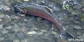 Male coho salmon