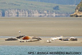 Harbor seals on a sandbar near the mouth of Drakes Estero. April 13, 2011.