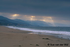 Limantour Beach, shore birds, and kelp