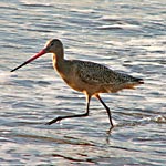 Marbled godwit at Baker Beach