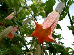 Angel's Trumpet