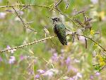 Anna's Hummingbird