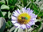 Green bee on an Seaside Daisy