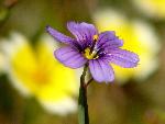 Blue-eyed grass
