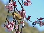 Ruby-crowned kinglet on plum