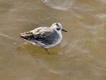 Red Phalarope at Crissy Marsh