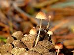 Mushrooms on pine cone