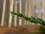 Fog drops and cypress