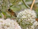 Honeybee on Coast Buckwheat