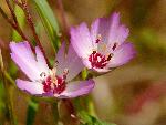 Presidio Clarkia