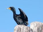 Double-crested cormorant